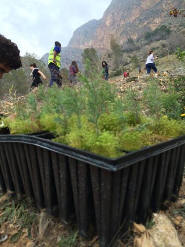 Trabajadores y voluntarios en la reforestación del paraje natural "La Ermita". Foto: www.facebook.com/ayuntamientoredovan